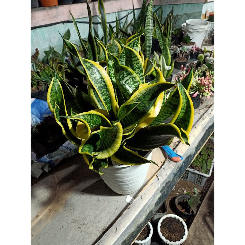 sansevieria twister claster