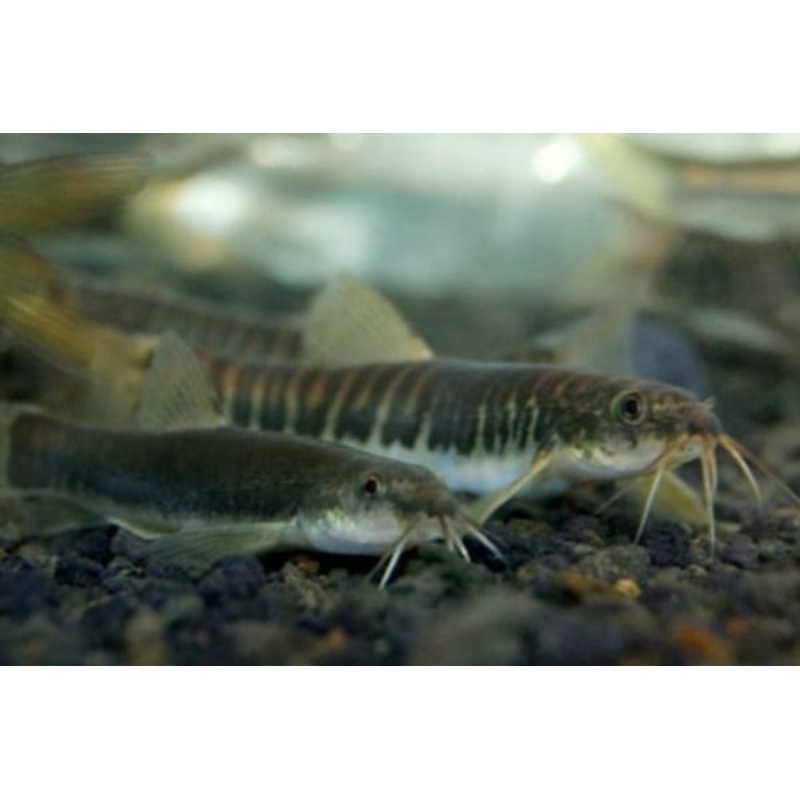 (pasti ada bonus) ikan jeler atau uceng/ ikan hias