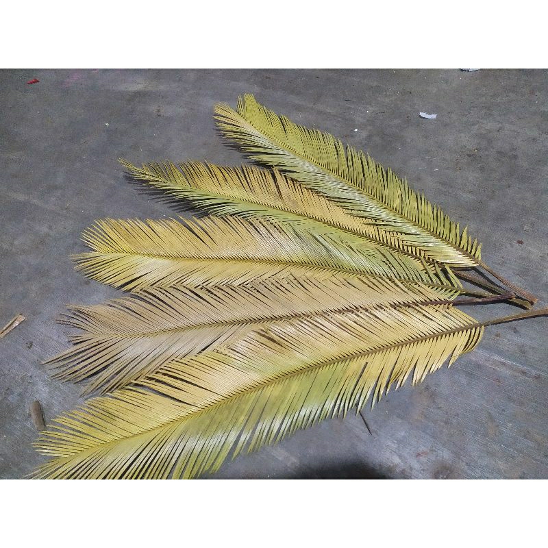 mawar jambe/sikas kering