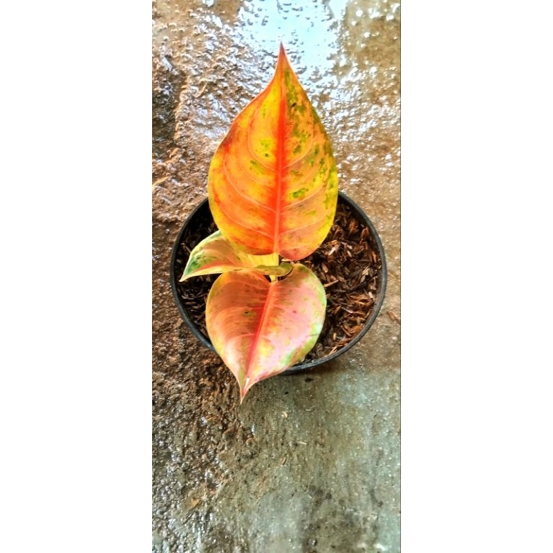aglonema lod
