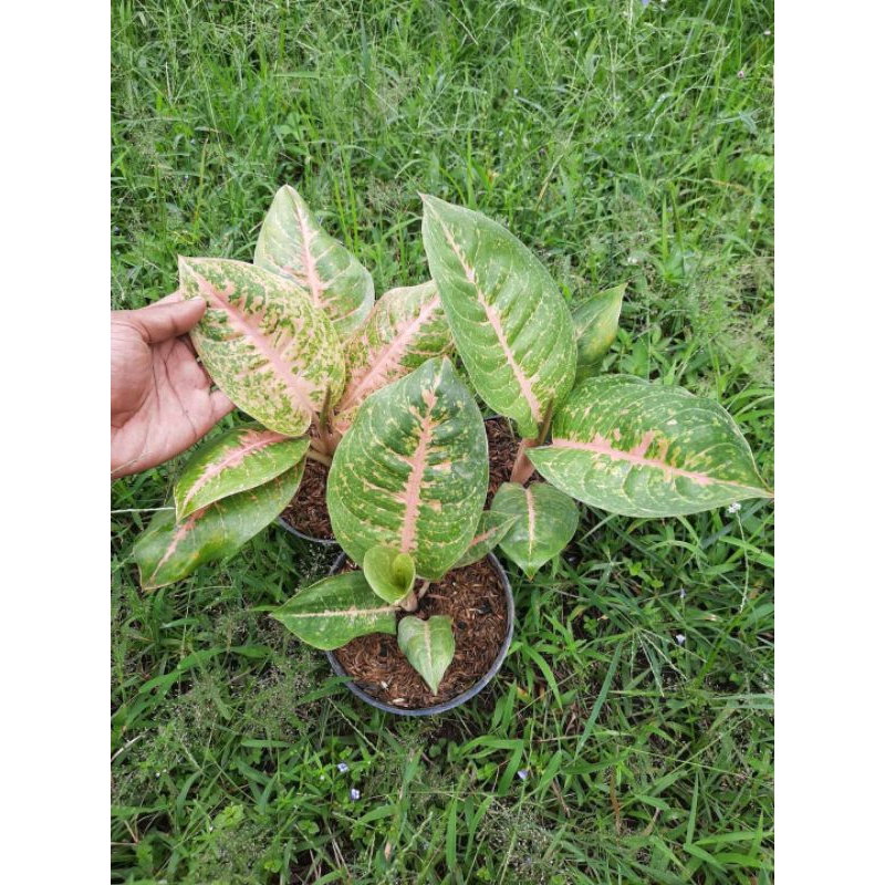 Aglonema Harley Quinn Anakan murah meriah