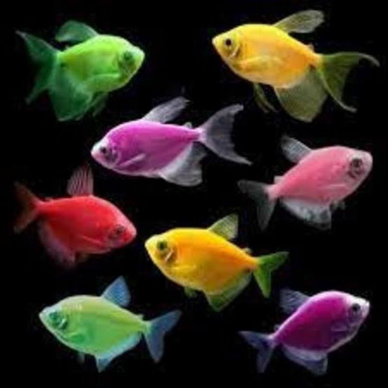 TERMURAH!! Glofis t3tr4 isi 20 pcs