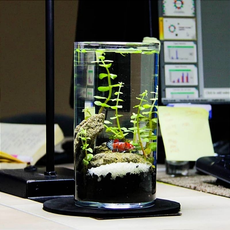 AQUARIUM MINI KACA TABUNG / AKUARIUM IKAN HIAS KECIL GUPPY CUPANG / AQUASCAPE