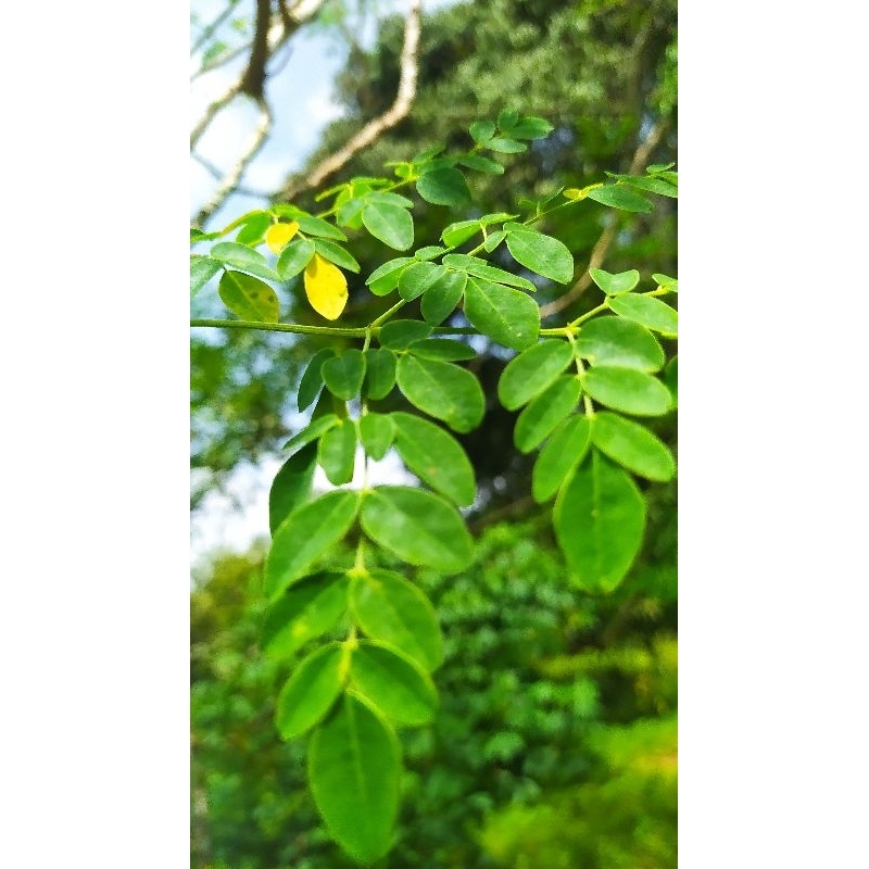 

Daun Kelor Sayur Daun Kelor Daun Kelor segar