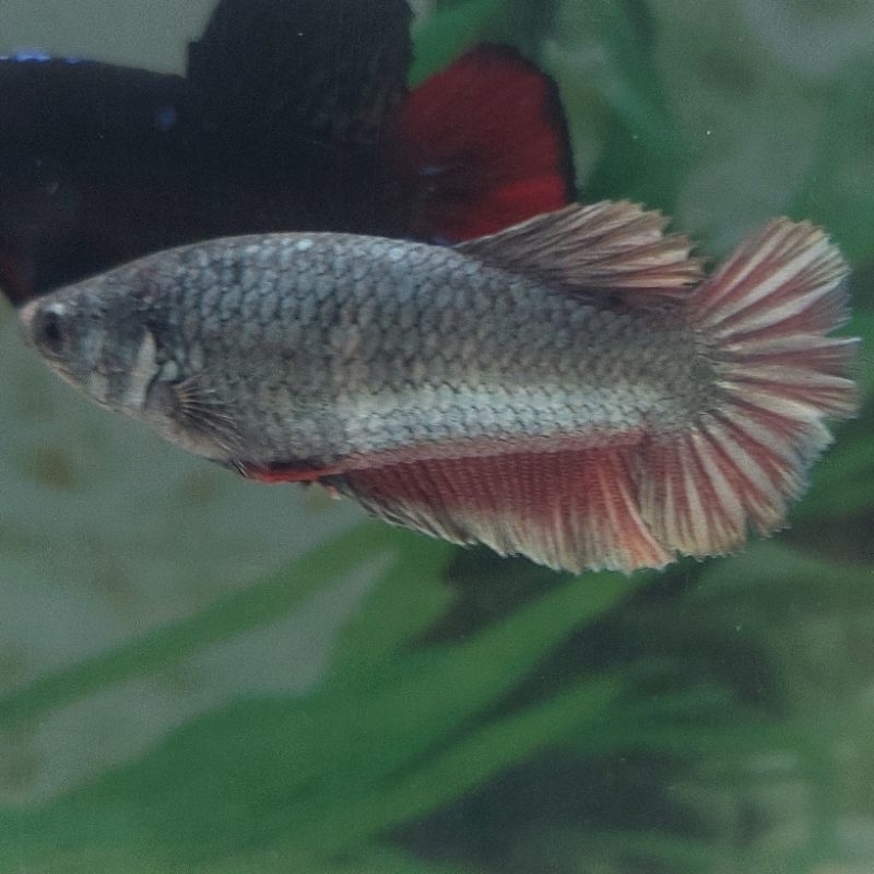 Cooper series female 01