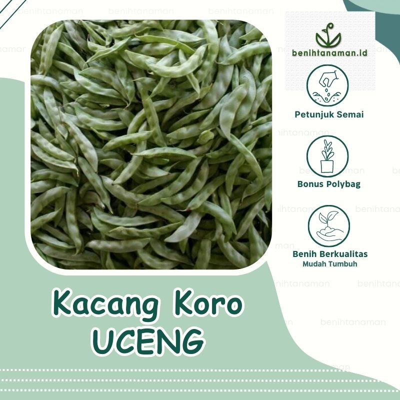 5 Biji - Benih Kacang Koro Uceng Hijau