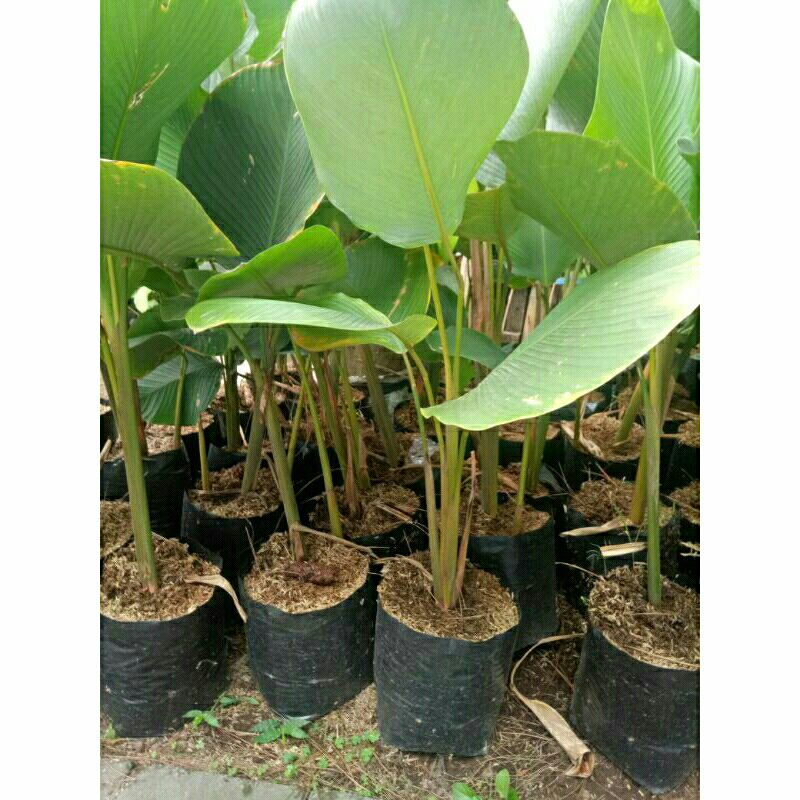 Pisang Calathea Lutea besar