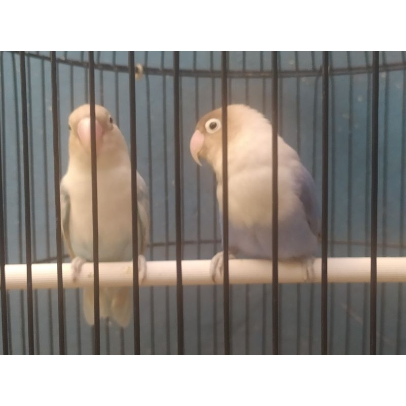 Burung Lovebird Sepasang Produksi Blue Ice x BS. Violet Usia: 11 Bulan