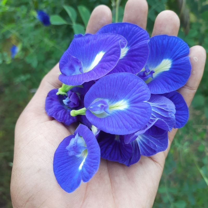 

Bunga Telang Segar Basah isi 500 Gram