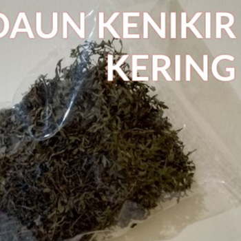 

TERBAIK DAUN KENIKIR KERING HERBAL 250 GRAM