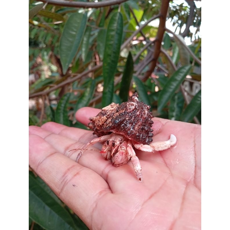 mainan kelomang rugosus M isi 3