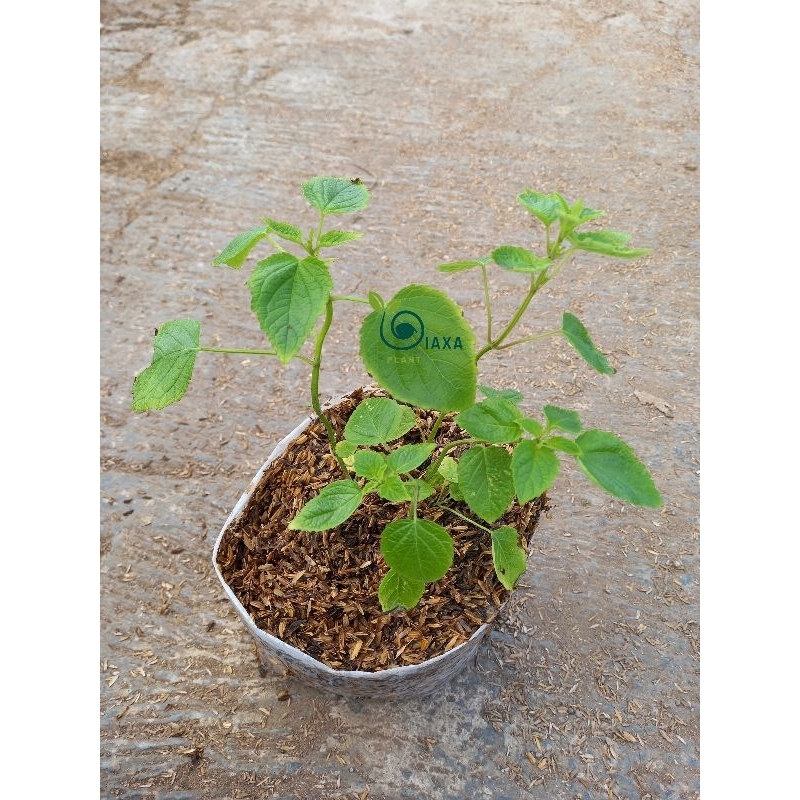 Tanaman Chia Seed Mint Seeds Bibit Salvia Hispanica
