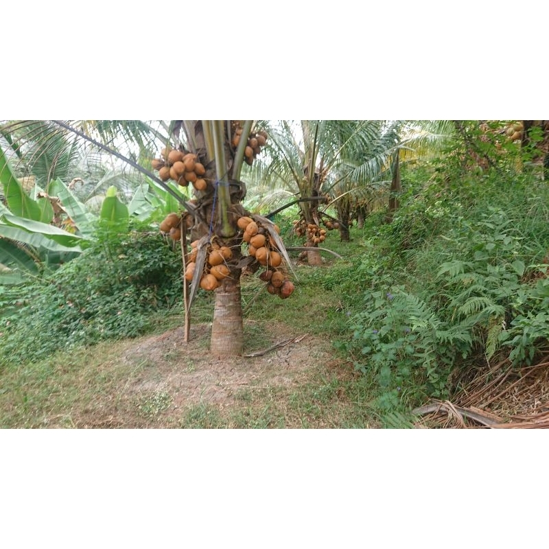 

Degan kelapa Kopyor Murmer Langsung Kebun