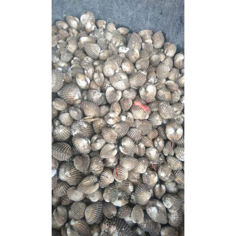 

kerang bulu