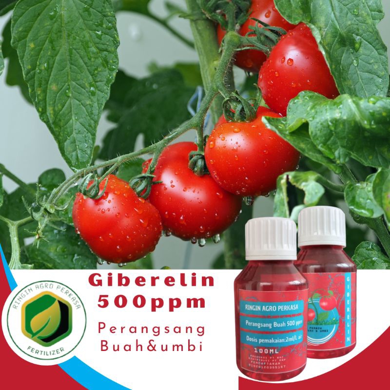 Hormon Giberelin