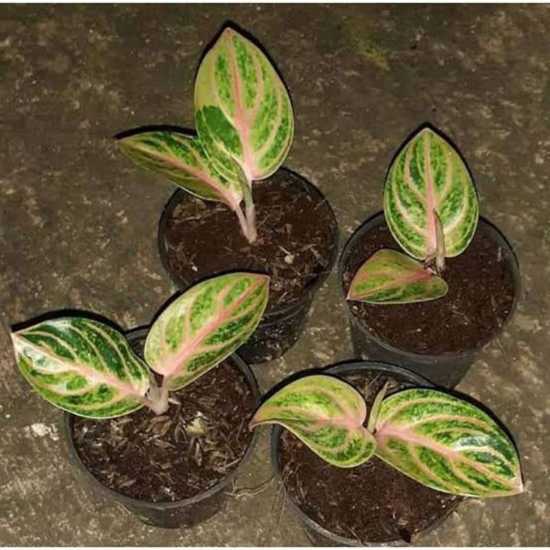 Jual BABY AGLONEMA RINJANI//Aglonema Rinjani | Shopee Indonesia