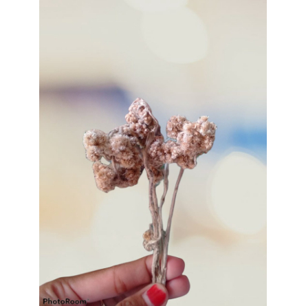 

TERMURAH Hiasan Parcel Buah Hiasan Parcel Untuk Orang Sakit Hiasan Parcel Selamat Ulang Tahun Hiasan Parcel Bunga Edelwais Hiasan Parcel