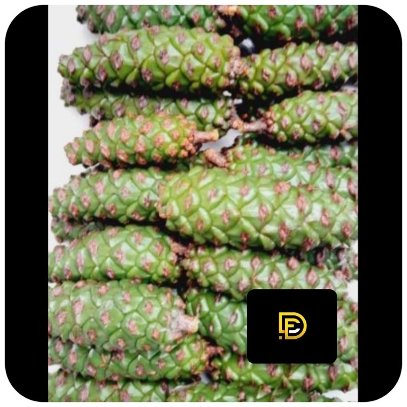 

Buah pinus segar hijau 1 kg fresh-az