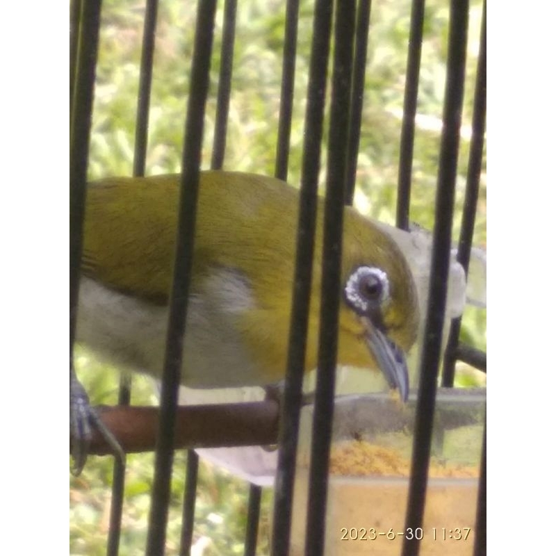 Burung Pleci Bustom Fullset Kandang Helopet