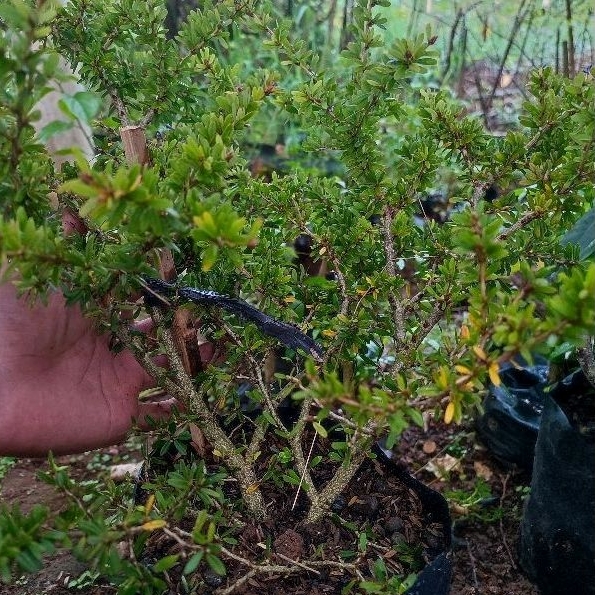 bonsai saeng simbur super micro vietnam batang besar bahan bonsai saeng simbur