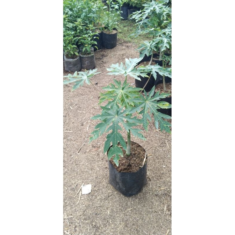 BIBIT PEPAYA CALIFORNIA