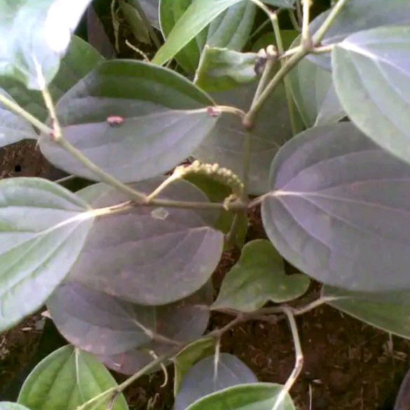 

Daun Mrica