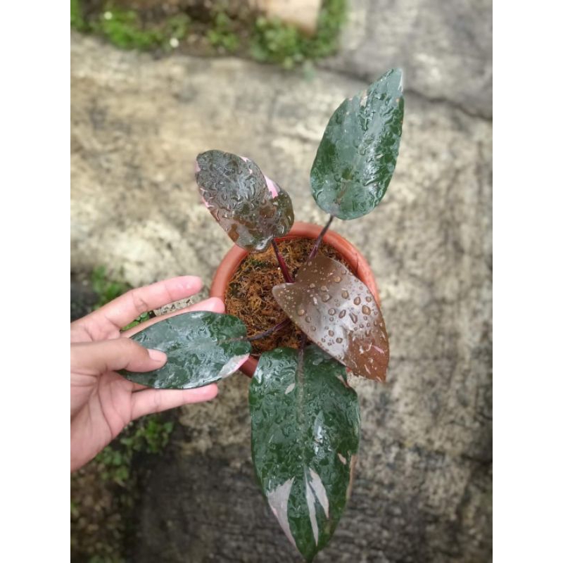 Philodendron Pink Princes