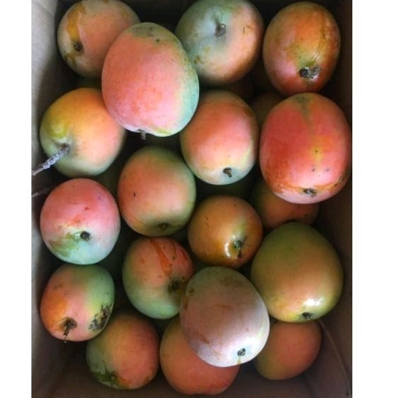 1KG MANGGA GEDONG GINCU INDRAMAYU MATANG POHON