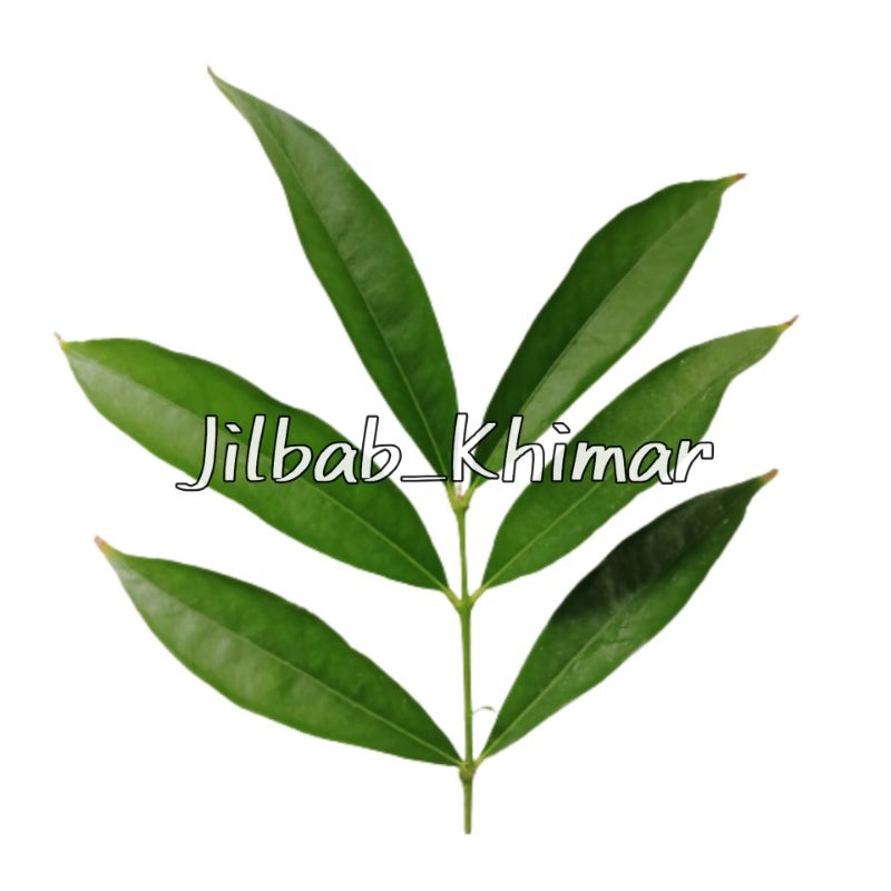 DAUN MAHKOTA DEWA SEGAR