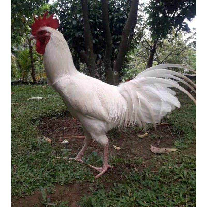 Jago Pacek Ayam Pelung Putih dan Warna Standar Jumbo Tukang Kawin Asli Original