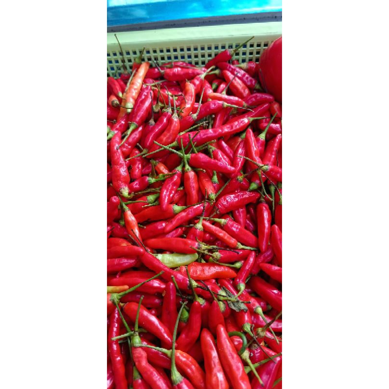 

cabe rawit 250gr