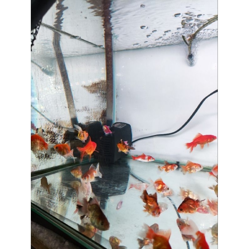 MAS KOKI ORANDA/TEKIM