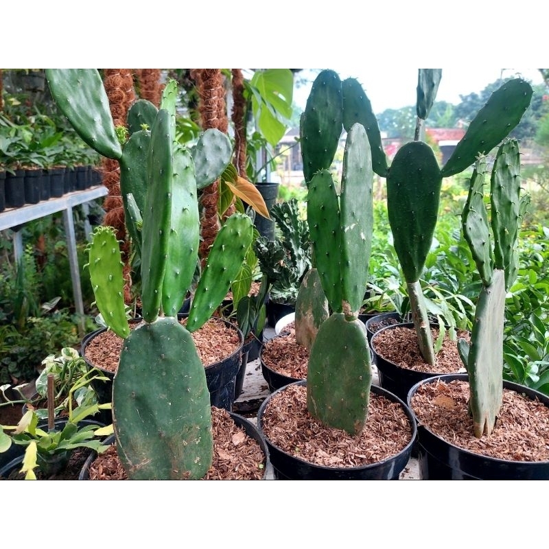 Tanaman kaktus centong bercabang plus pot tinggi -+45 cm