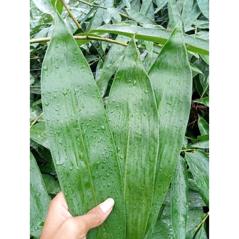 

daun bambu segar jumbo untuk bungkus bakcang bacang siap petik isi 50 lembar