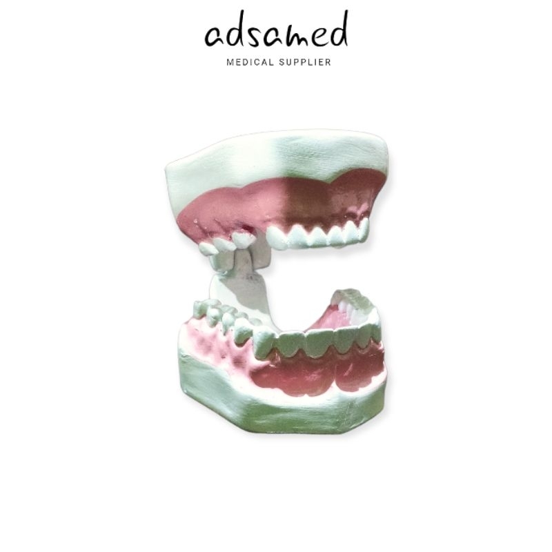 PHANTOM MANIKIN GIGI DEWASA / Manekin Gigi Dewasa Trainer