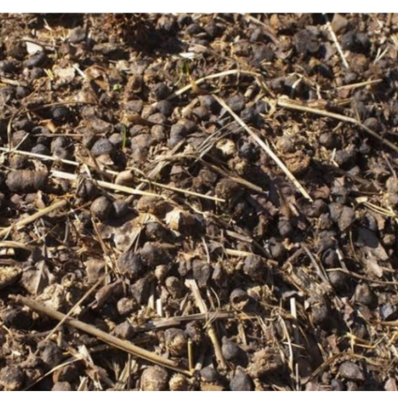 Kohe kambing mentah 1 kg