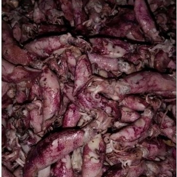 

ikan cumi jarum,cumi sotong