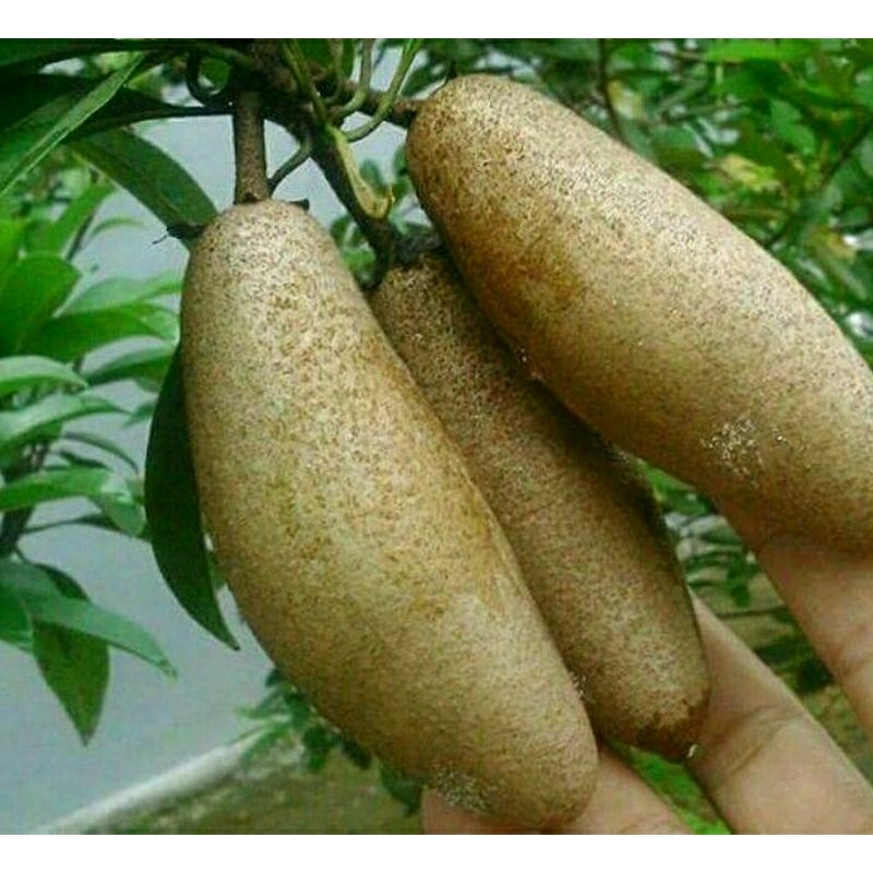 bibit sawo mentimun hasil okulasi siap berbunga