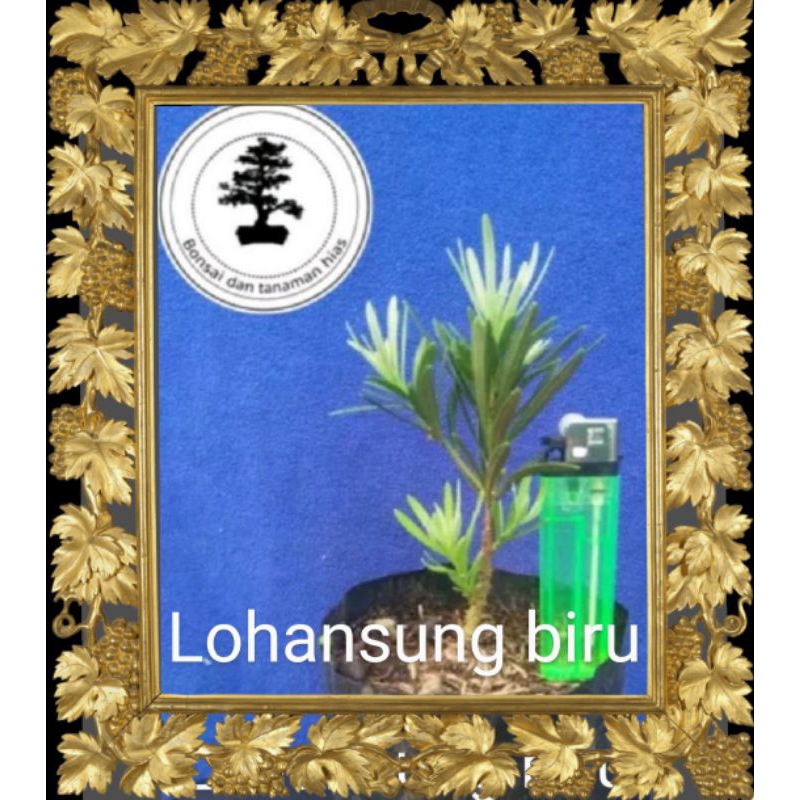 lohansung biru/lohansung daun biru(ORI)