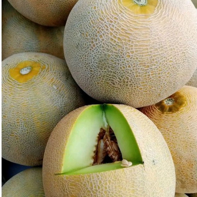 

BUAH MELON FRESH MANIS