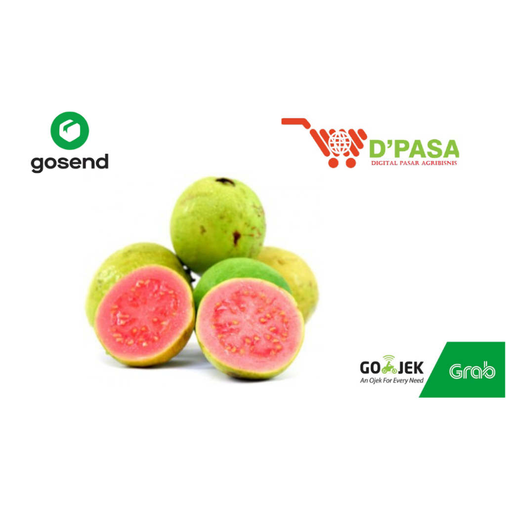 

KIRIM INSTAN Buah Segar Jambu Biji Merah Manis Kaya Vit C