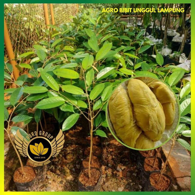 Bibit Durian Bawor Asli Tanaman Buah Duren Bawor Okulasi Super Genjah