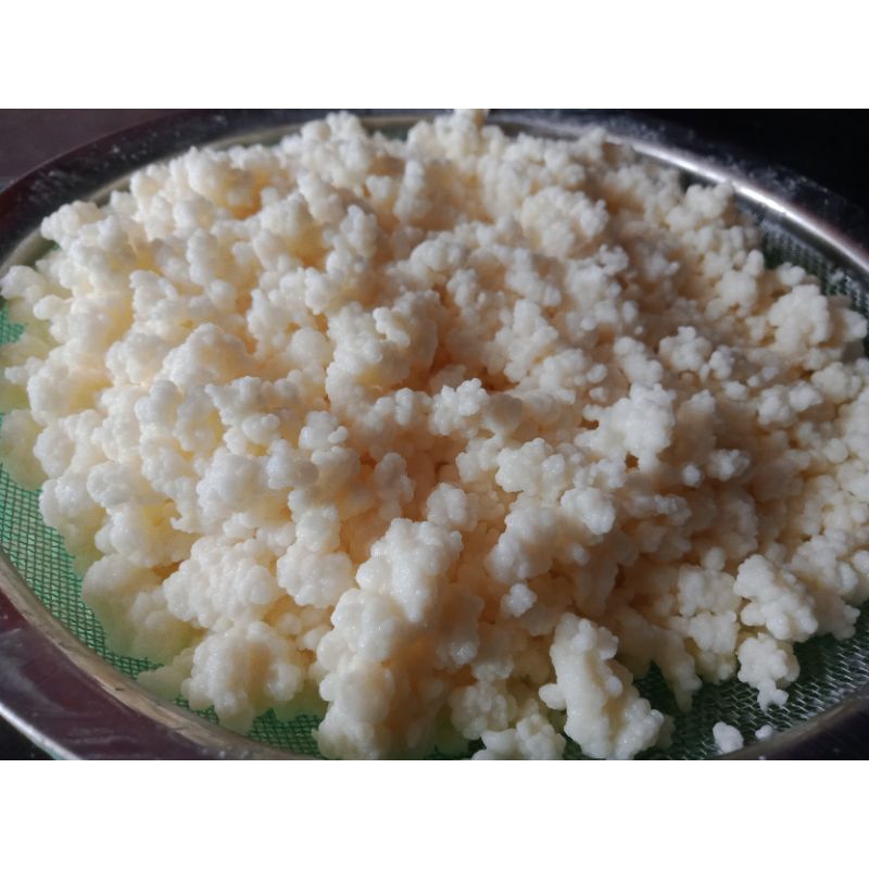 

Bibit Grain Kefir Asli 50gr