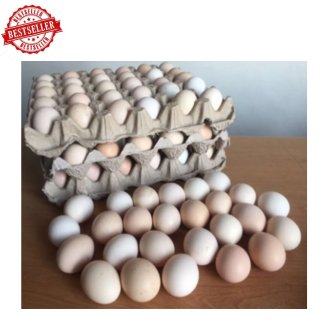 

Telur ay4m kampung murni
