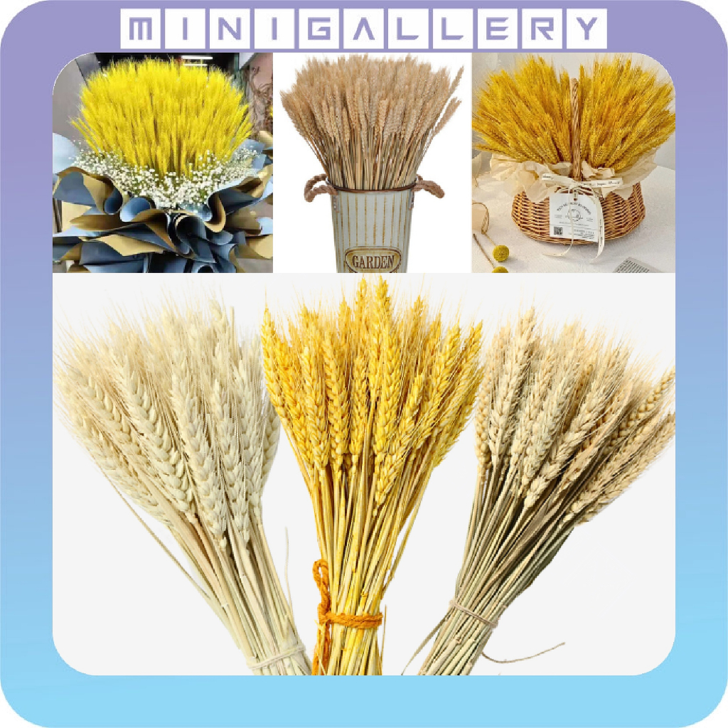 Padi Kering Artificial Bunga Kering Hias Dekorasi Buket Dried Flower Wheat Gandum BG37