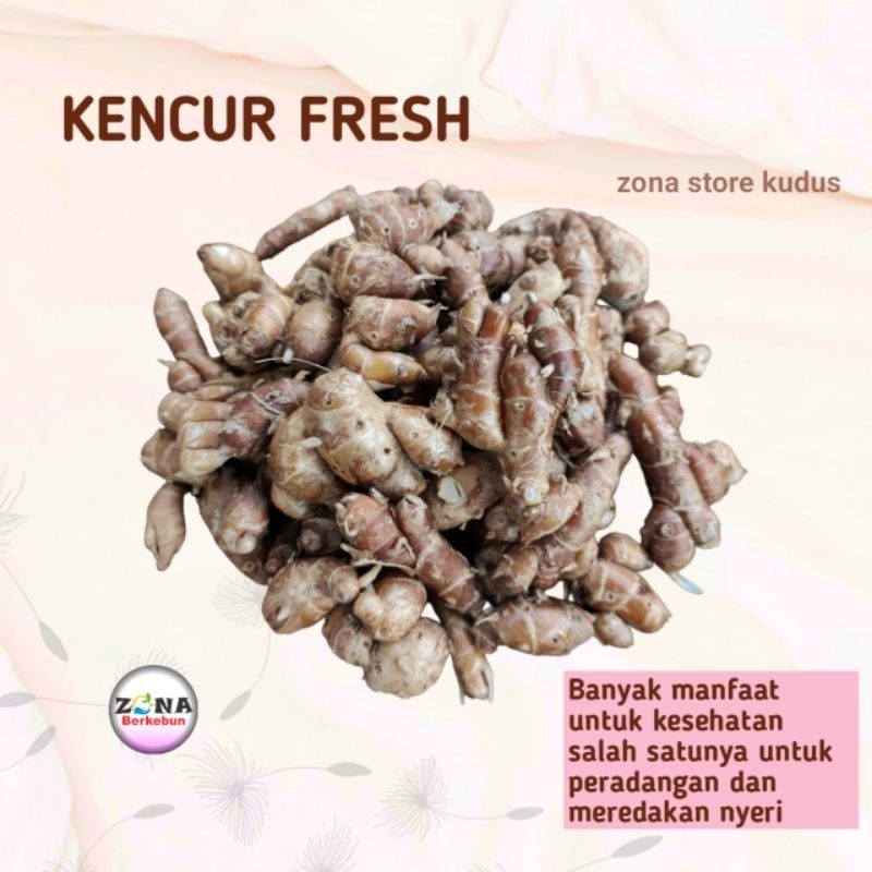 

1KG KENCUR SEGAR FRESH DARI KEBUN LANGSUNG