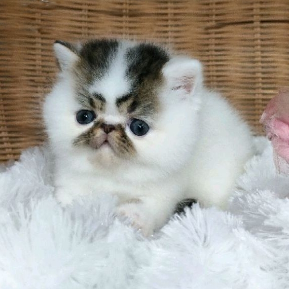 kitten exo peaknose  betina non ped ( PO )