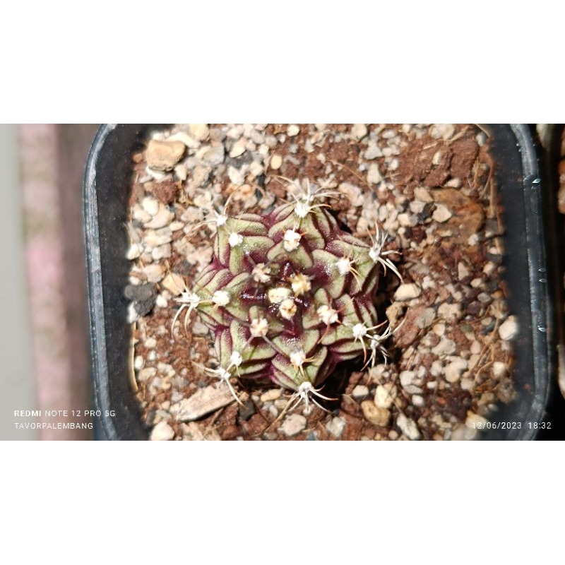 Kaktus Hias Miha Hybrid / LB Hybrid