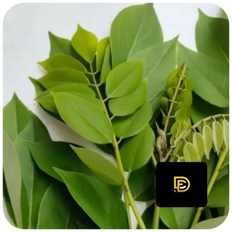 

Daun gamal segar petik langsung 1 kg-az