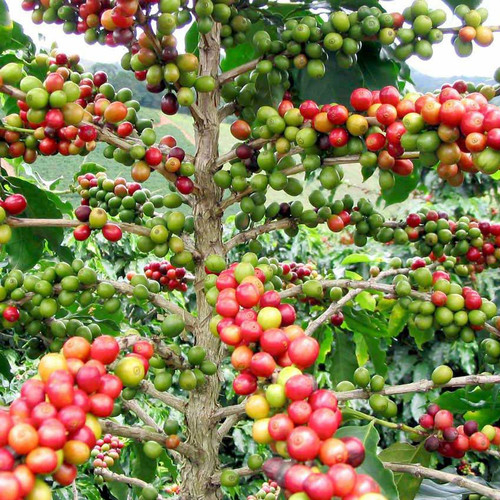 20 bibit kopi arabica sigararutang bibit cabut ciwidey